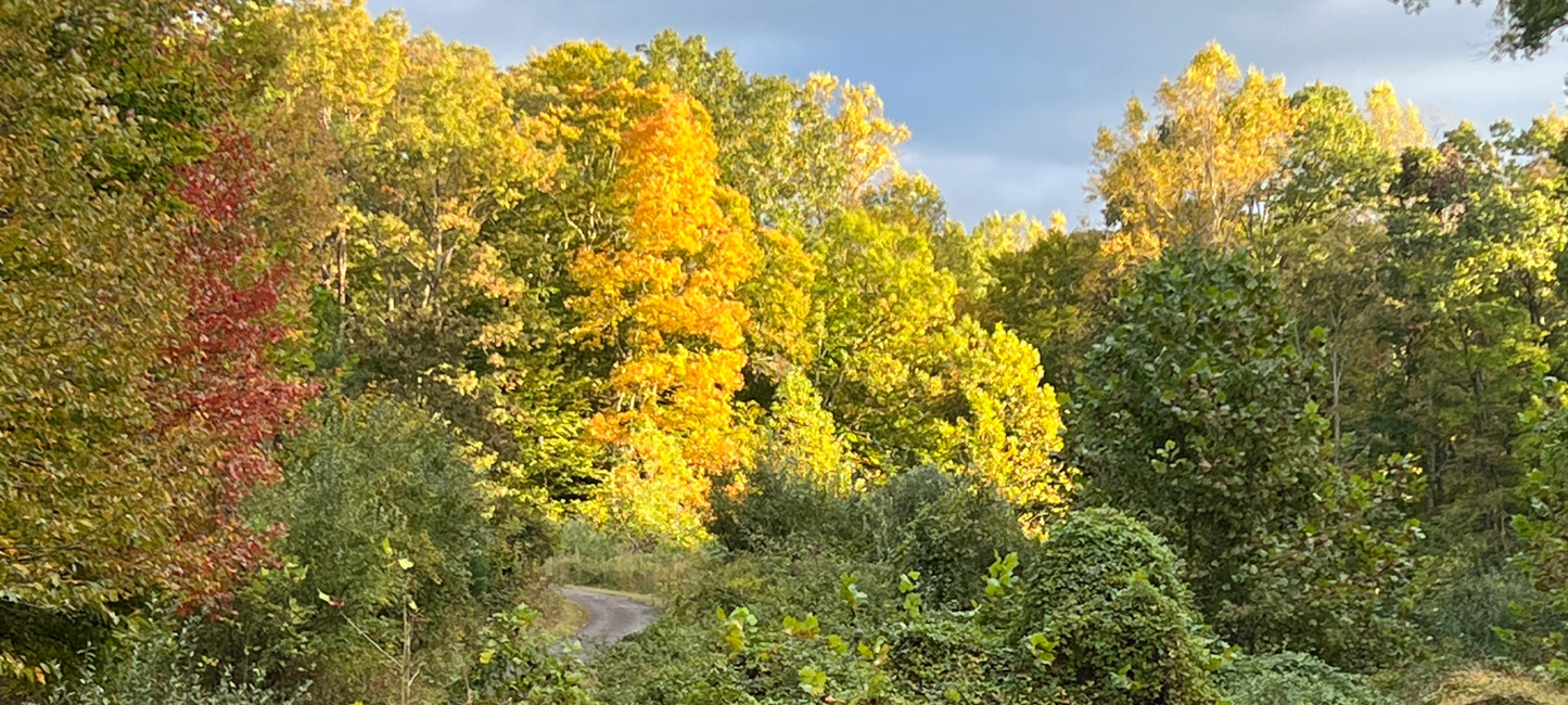 A Fall Visualization: Open the Door to Your Intuition