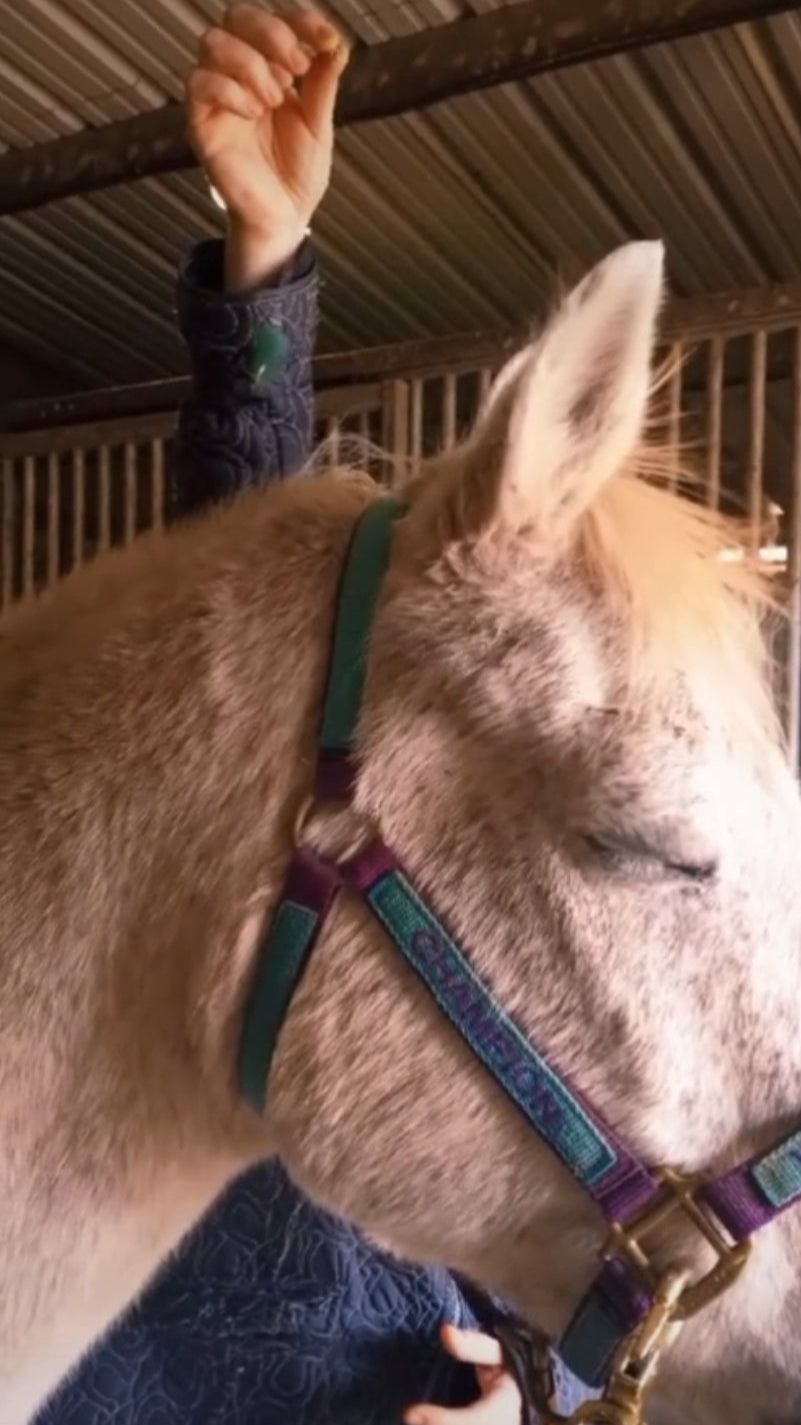 Hand holding a pendulum above a horse's crown chakra during a healing reiki session. The horse is calmy standing with its eyes closed.